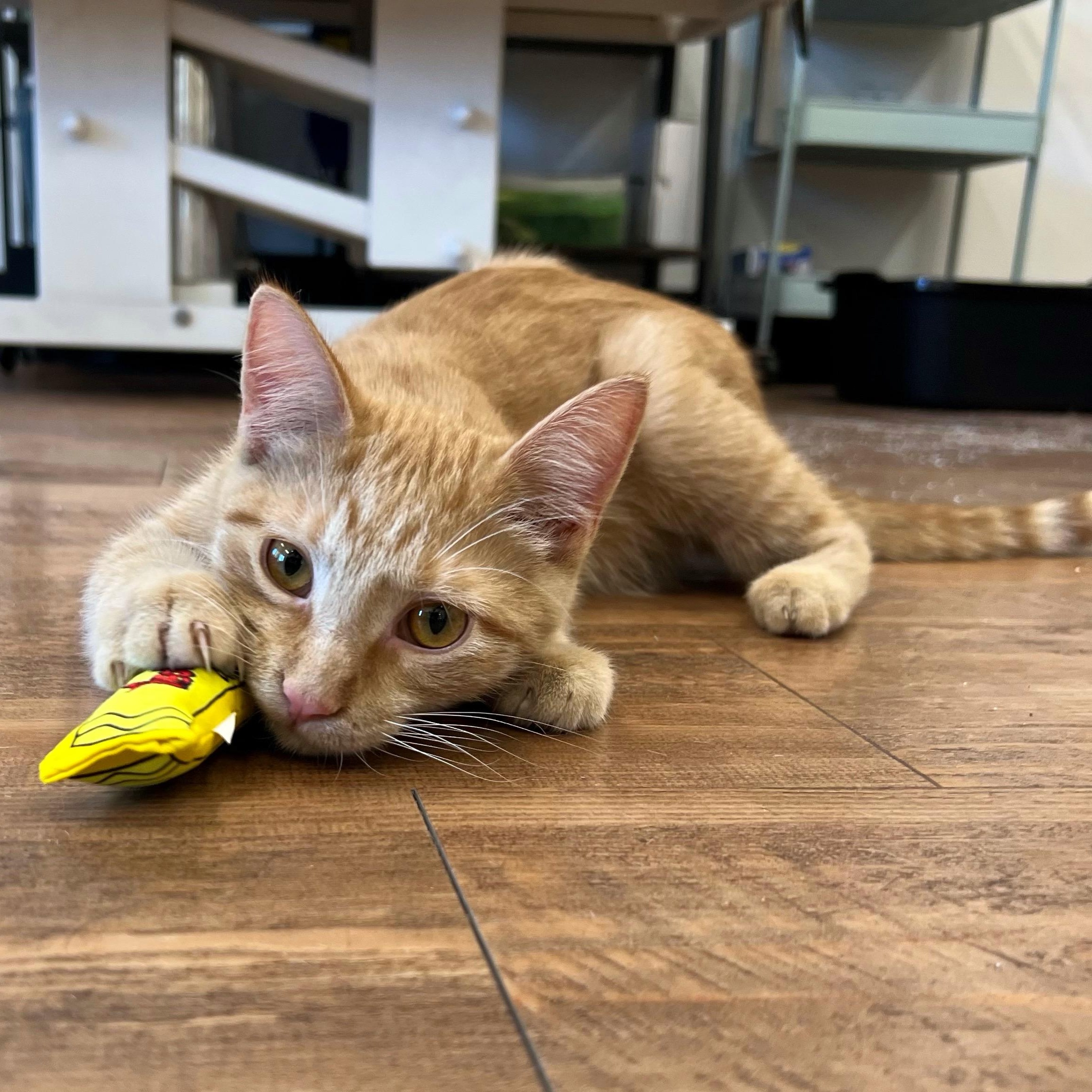 Nimbus, a Adoptable Domestic Short Hair in Stoughton, WI image 2/6