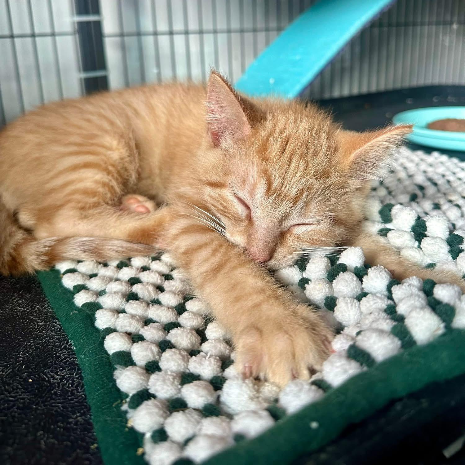 Nimbus, a Adoptable Domestic Short Hair in Stoughton, WI image 5/6