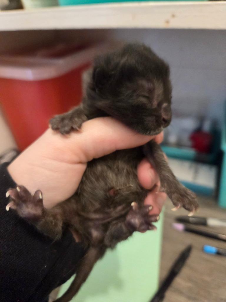 Alder, Adoptable, Kitten Male Domestic Short Hair.
