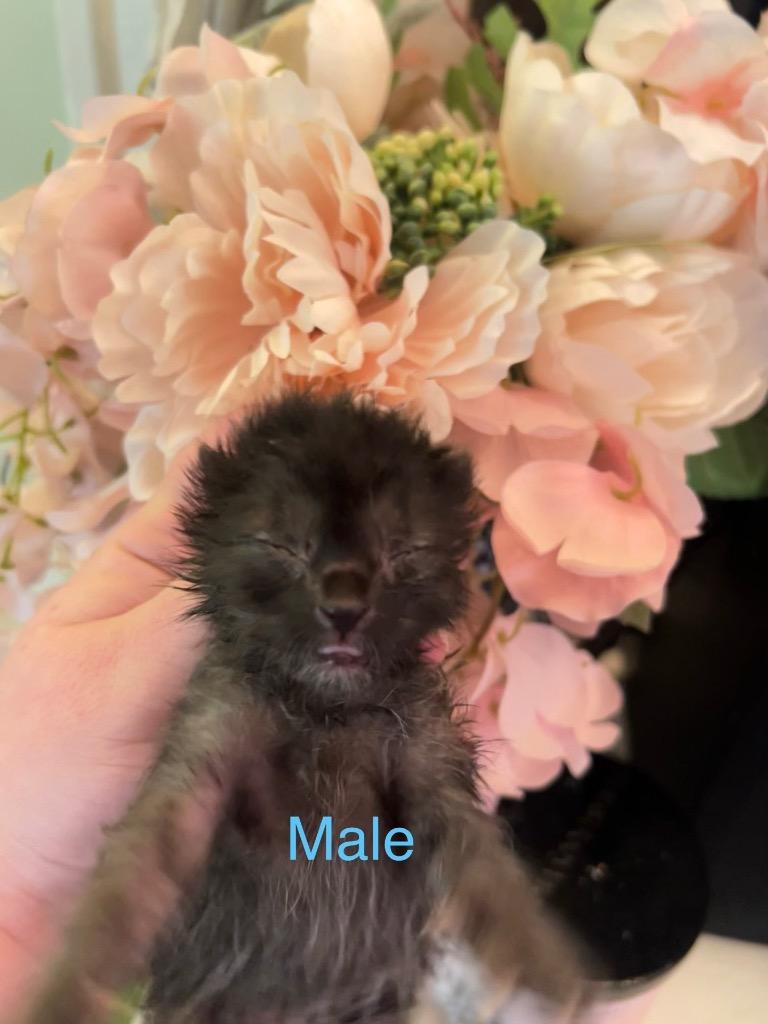 Enlarge Alder, a Adoptable mixed breed in Johnson City, TN image 3/6
