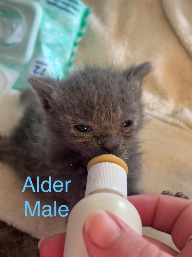 Enlarge Alder, a Adoptable mixed breed in Johnson City, TN image 4/6