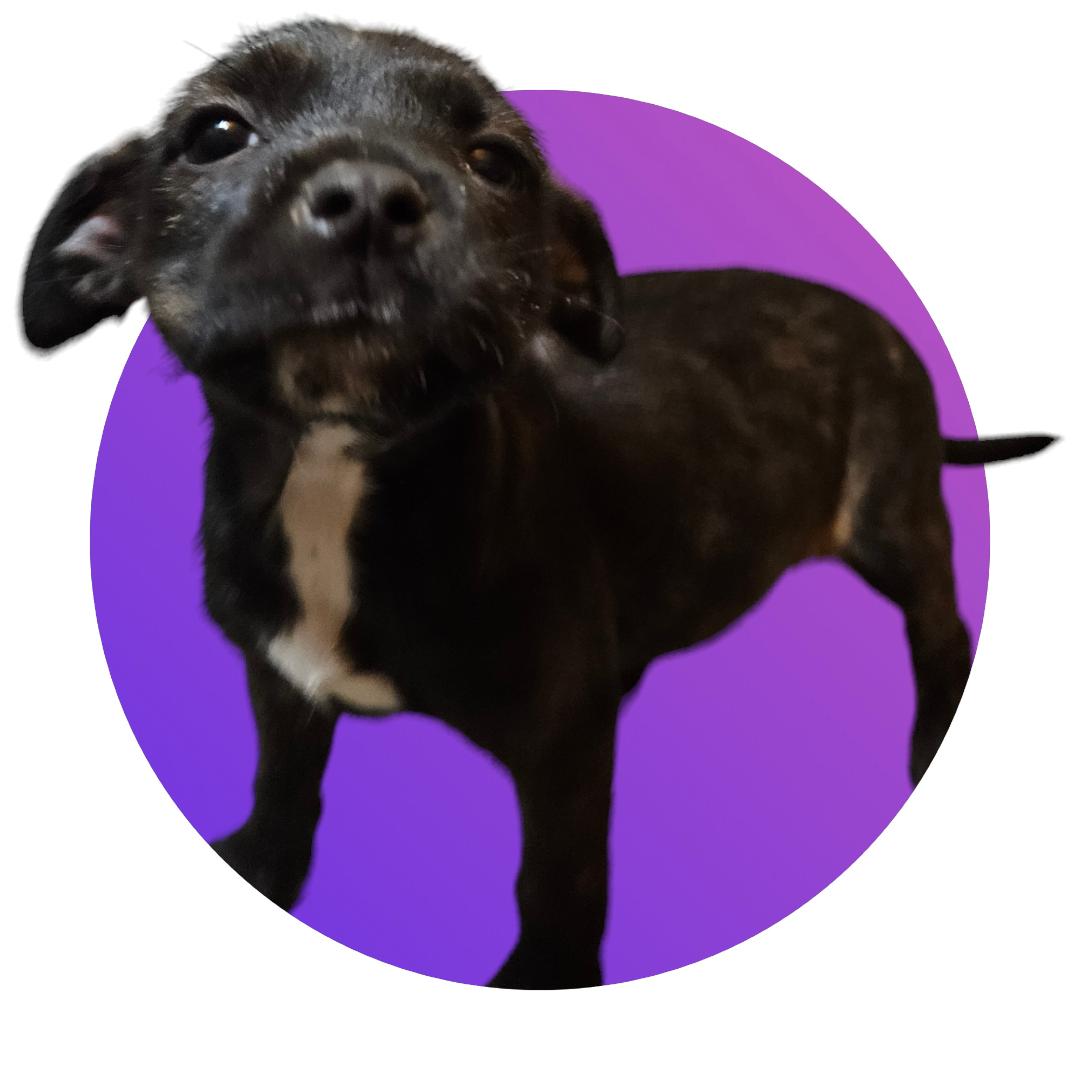 Lila, adopted, Adult Female Miniature Schnauzer & Staffordshire Bull Terrier.