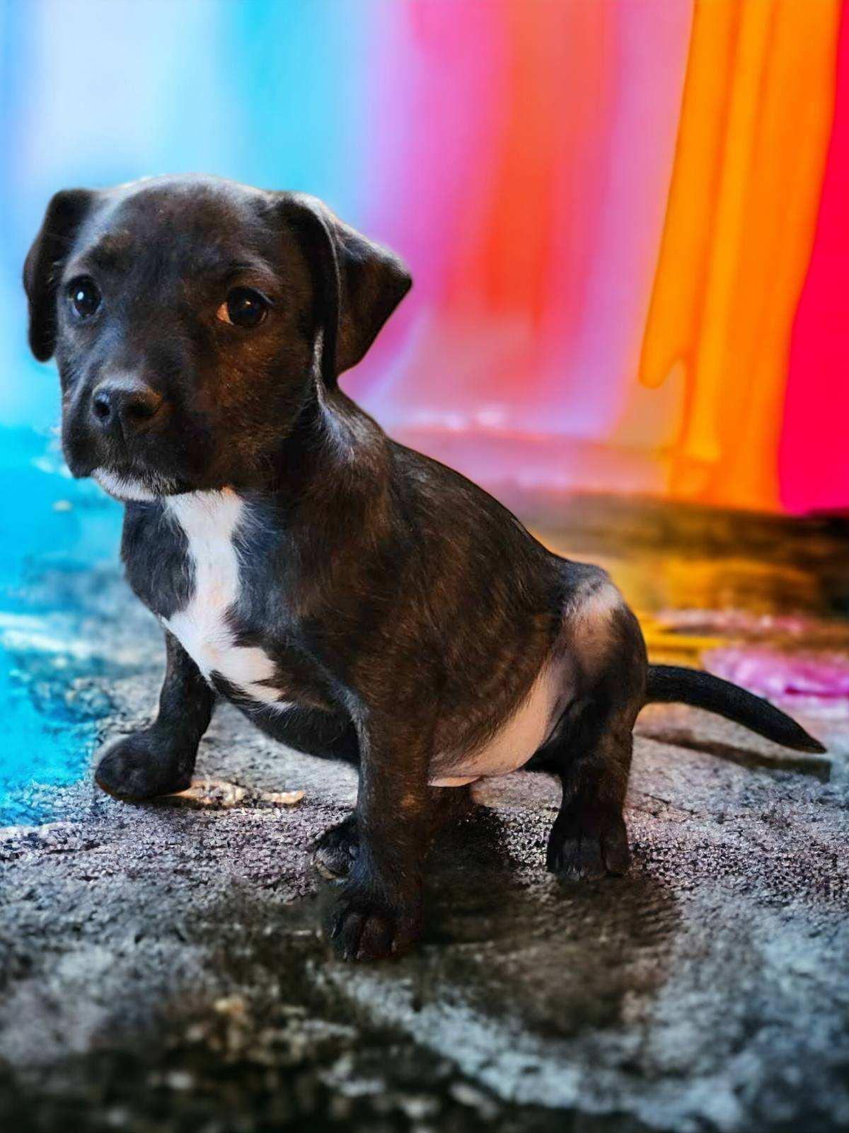 Enlarge Lila, an adopted mixed breed in phenix city, AL image 2/2