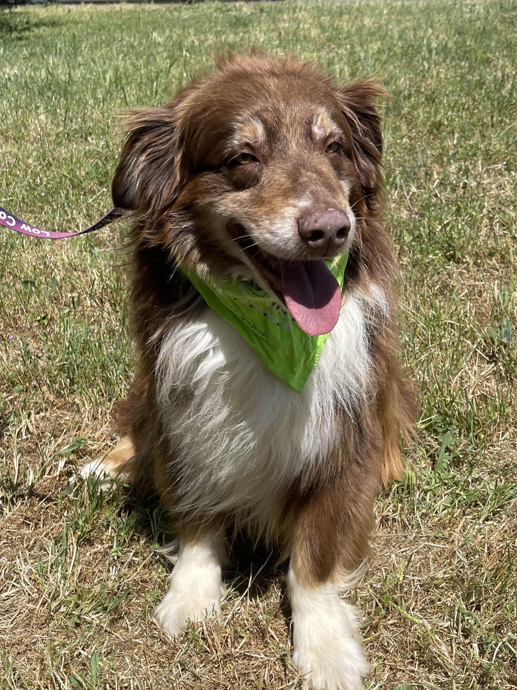 Arven, a Adoptable Australian Shepherd in Woodland, CA image 1/2