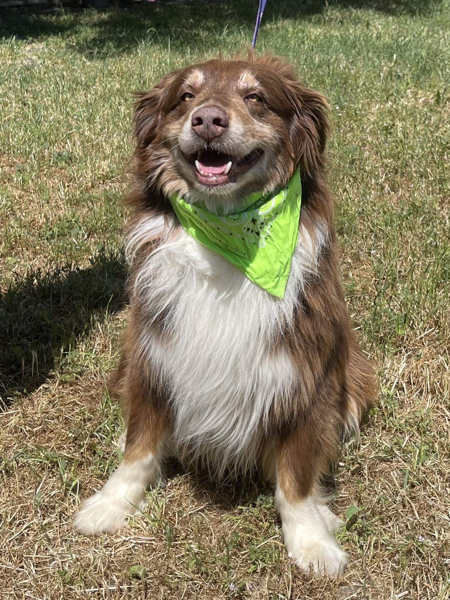 Arven, a Adoptable Australian Shepherd in Woodland, CA image 2/2