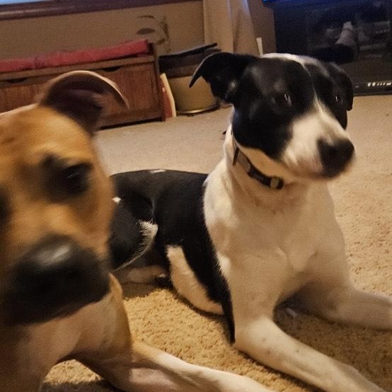 Monica, a Adoptable Mixed Breed in Hickory, NC image 2/6