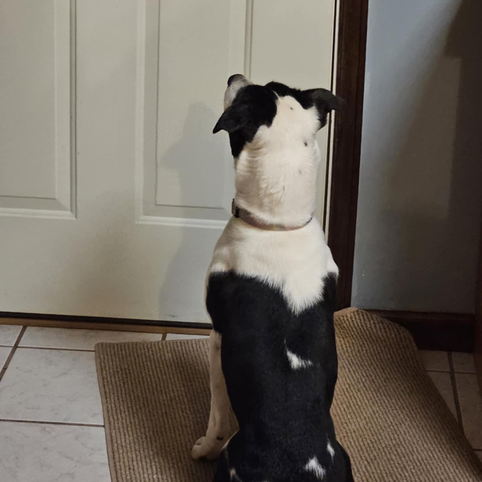 Monica, a Adoptable Mixed Breed in Hickory, NC image 6/6