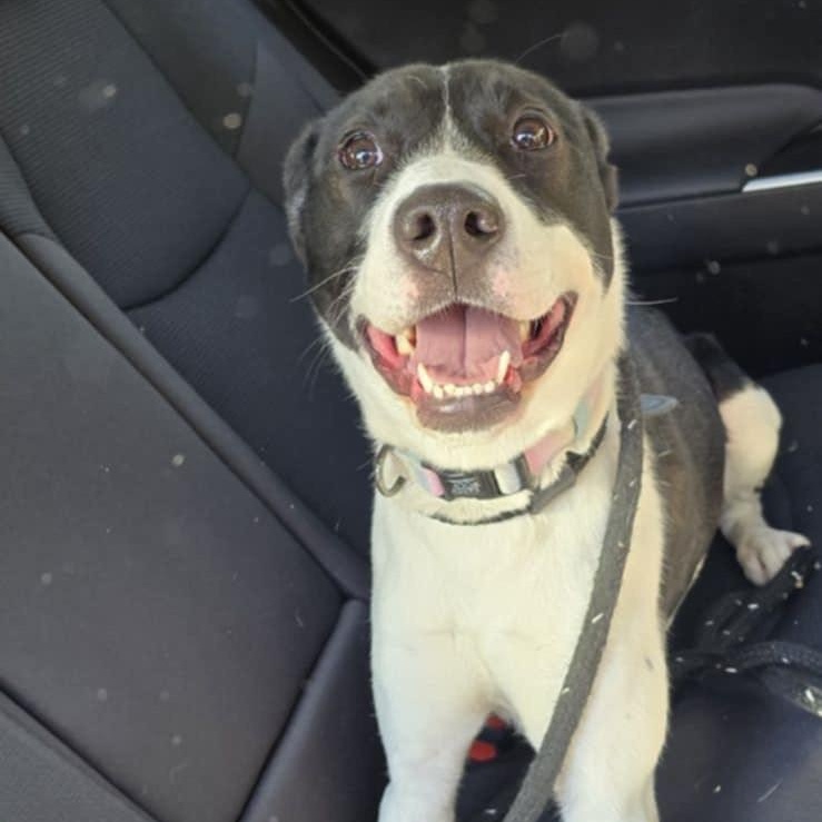 Monica, a Adoptable Mixed Breed in Hickory, NC image 3/6