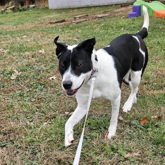 Monica, a Adoptable Mixed Breed in Hickory, NC image 5/6