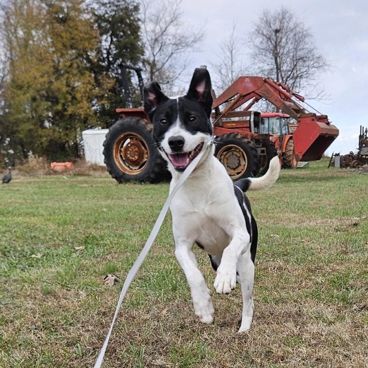 Monica, a Adoptable Mixed Breed in Hickory, NC image 1/6