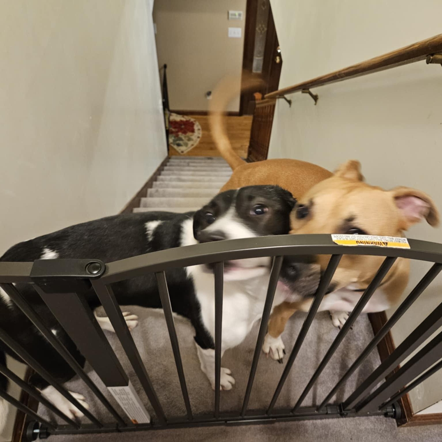 Monica, a Adoptable Mixed Breed in Hickory, NC image 4/6