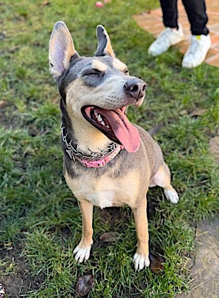 Enlarge Sadie, a Adoptable mixed breed in San Diego, CA image 2/6