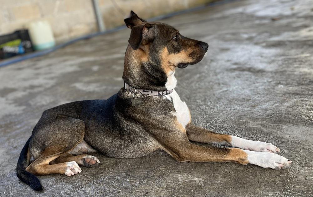Enlarge Polo, a Adoptable mixed breed in Orlando, FL image 3/3