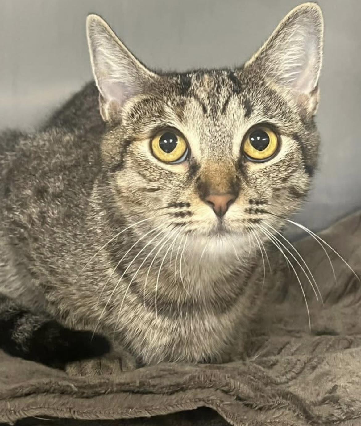 Esme, a Adoptable Domestic Short Hair in Johnston, RI image 2/3