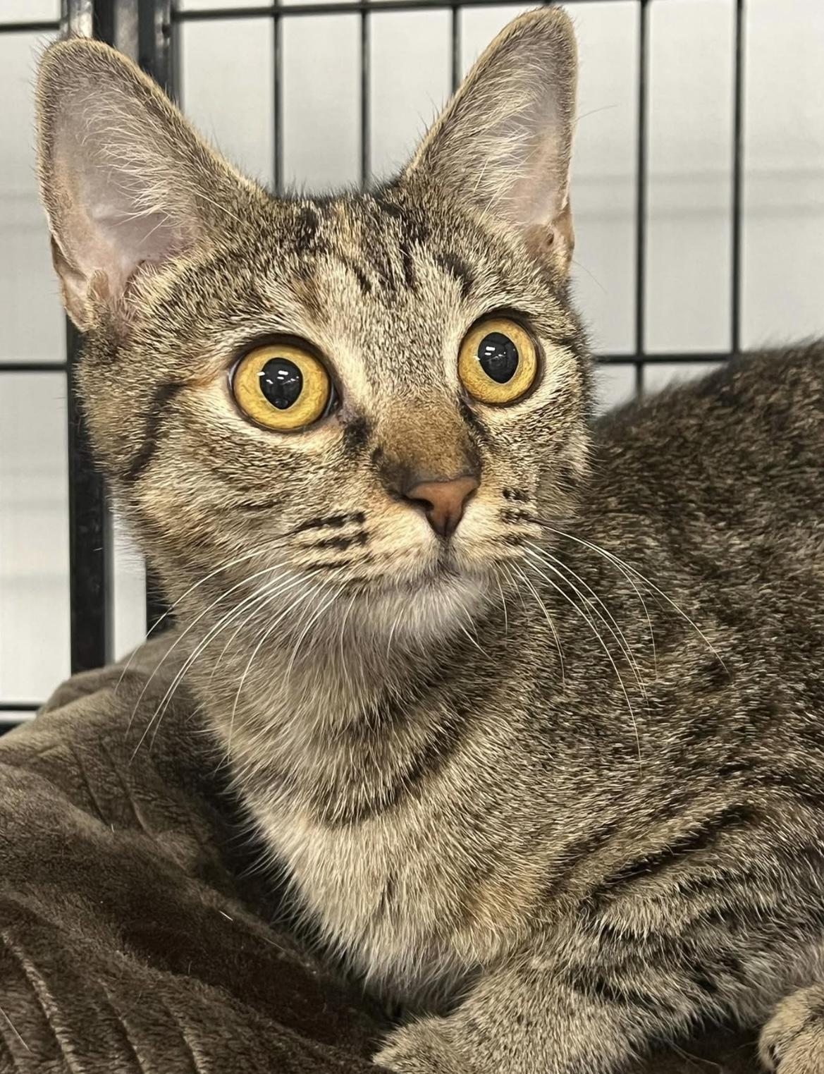 Esme, a Adoptable Domestic Short Hair in Johnston, RI image 3/3