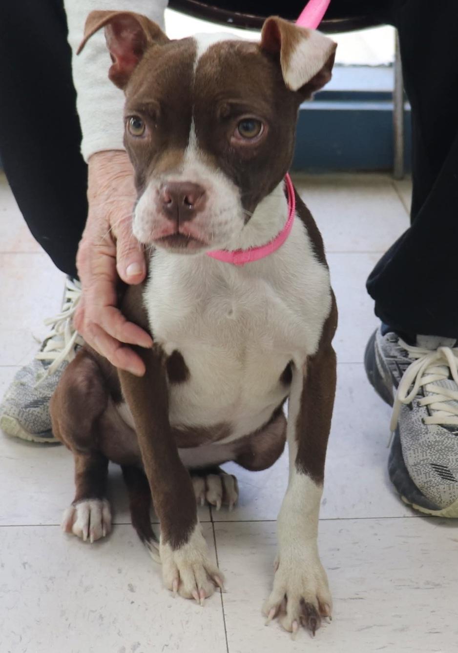 Enlarge Daisy, a Adopted mixed breed in merrillville, IN image 1/3