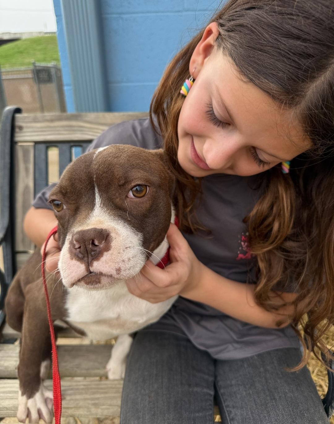 Enlarge Daisy, a Adopted mixed breed in merrillville, IN image 2/3