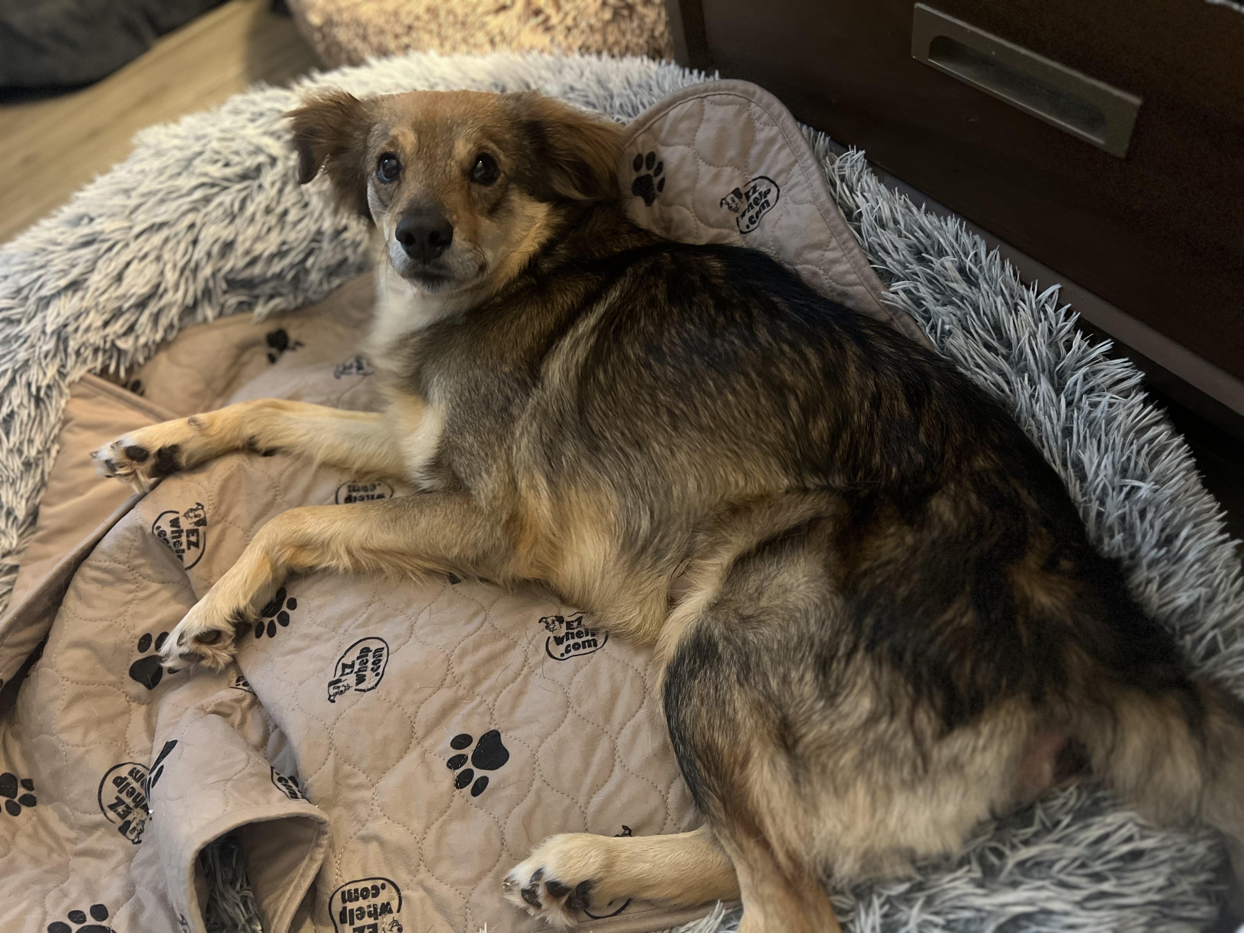 Enlarge Invincible Simon, a ADOPTABLE mixed breed in New York , NY image 4/6