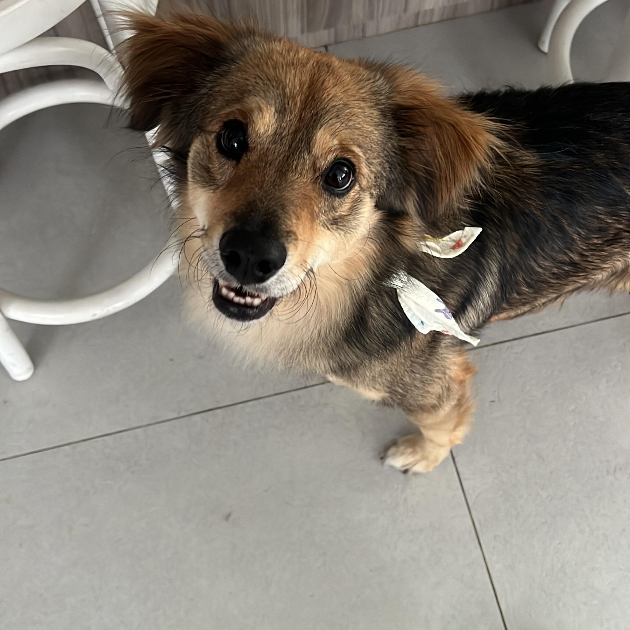 Enlarge Invincible Simon, a ADOPTABLE mixed breed in New York , NY image 6/6