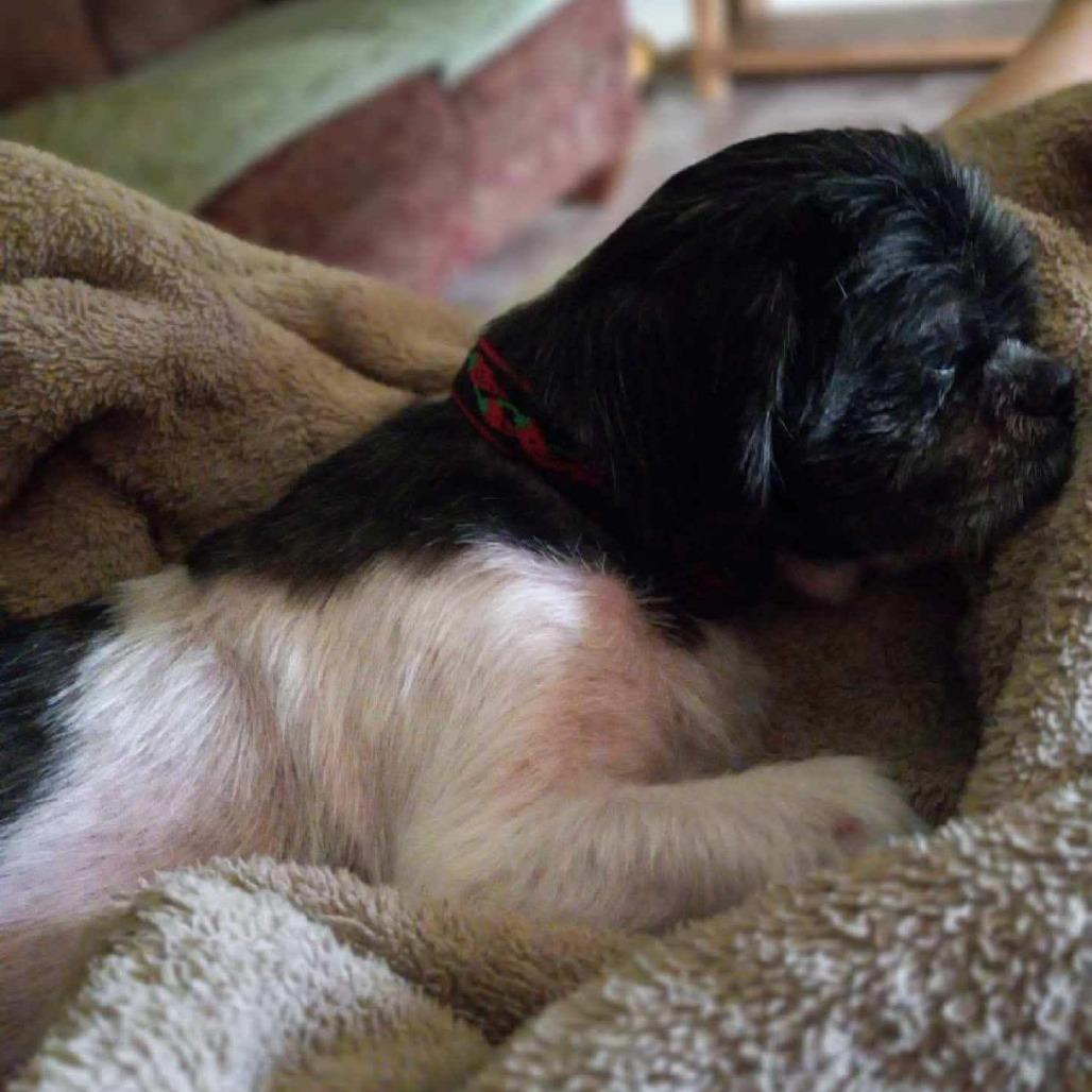 Spencer, Adoptable, Senior Male Shih Tzu.