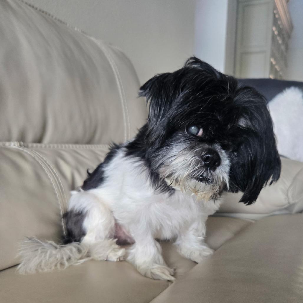 Enlarge Spencer, a Adoptable Shih Tzu in Wadena, MN image 2/6