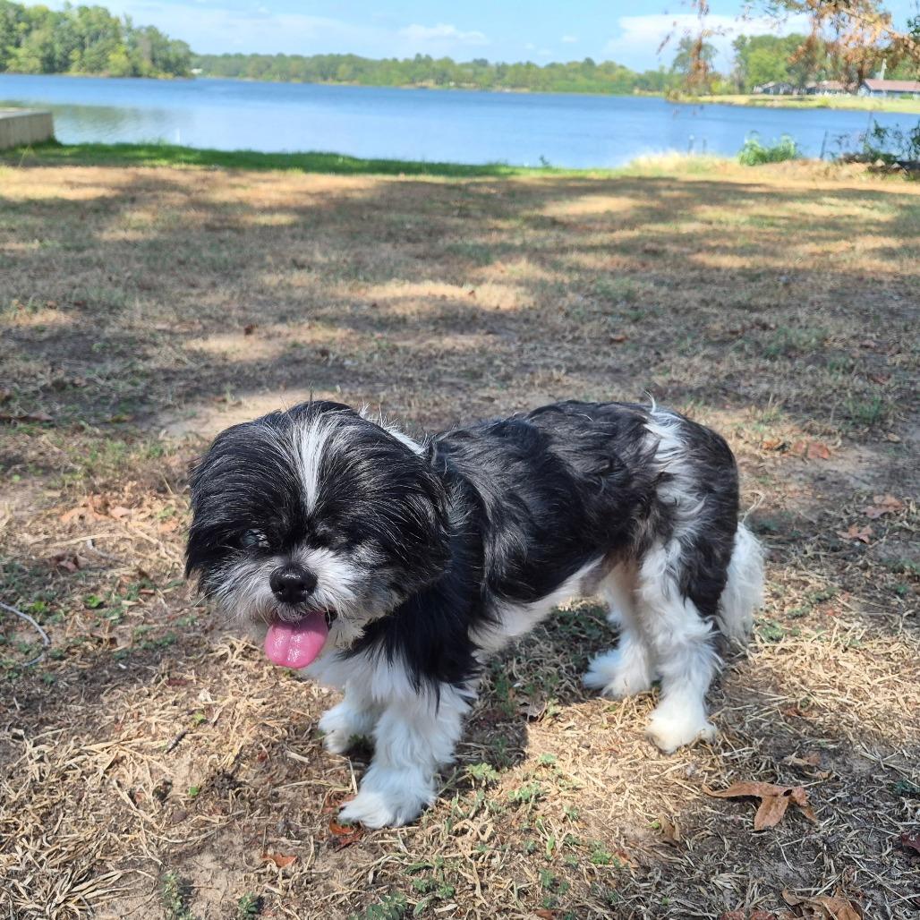 Enlarge Spencer, a Adoptable Shih Tzu in Wadena, MN image 3/6