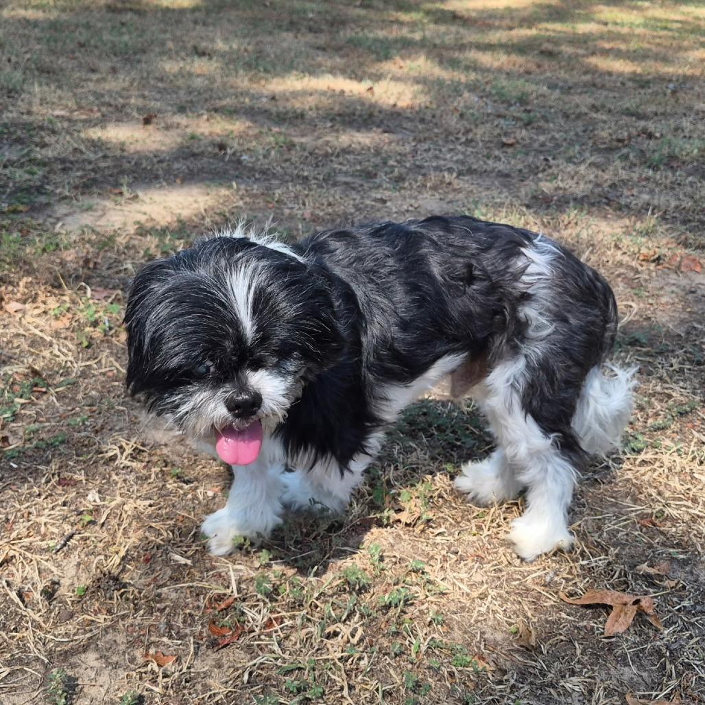 Enlarge Spencer, a Adoptable Shih Tzu in Wadena, MN image 4/6