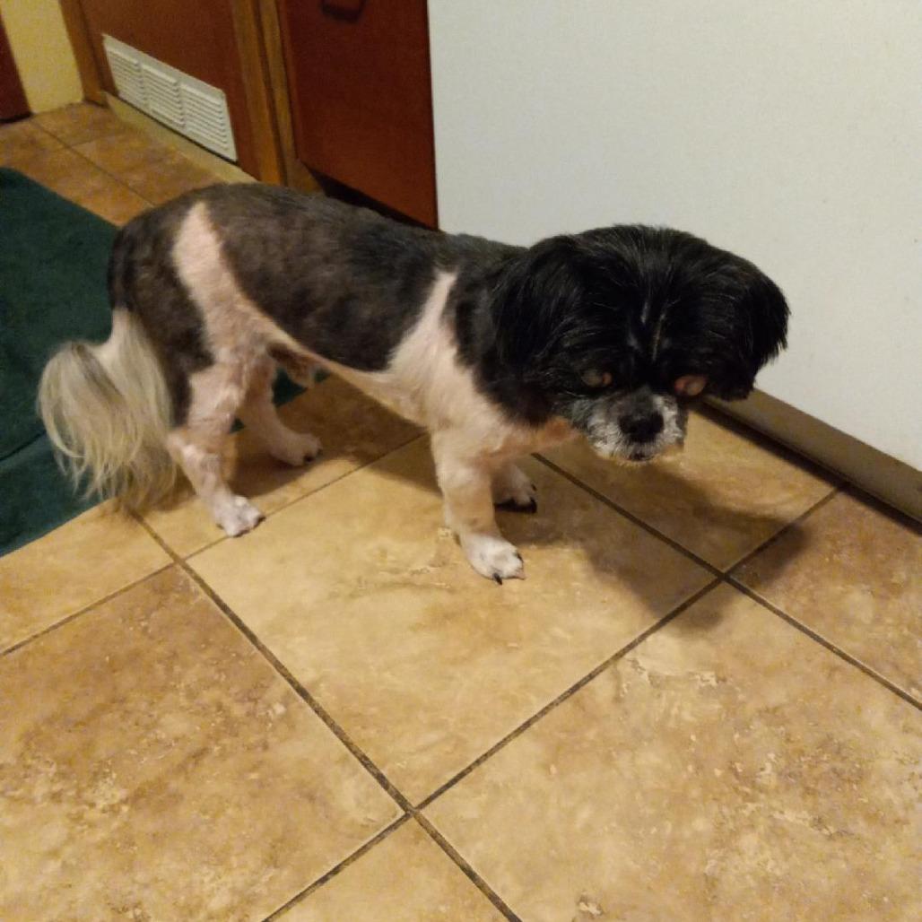 Enlarge Spencer, a Adoptable Shih Tzu in Wadena, MN image 5/6