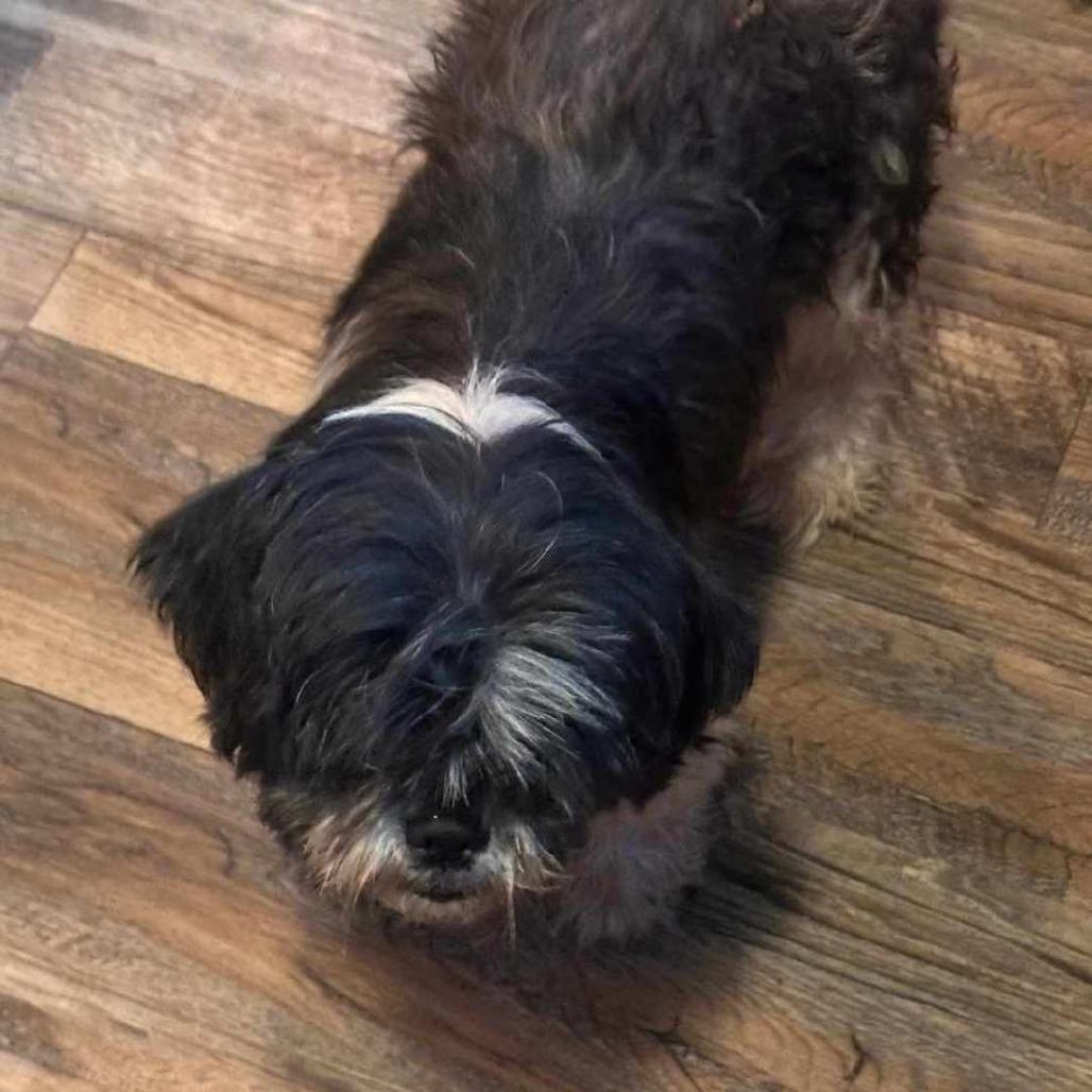 Enlarge Spencer, a Adoptable Shih Tzu in Wadena, MN image 6/6