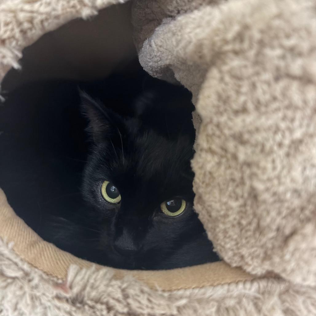 Binx, Adoptable, Adult Female Domestic Short Hair.