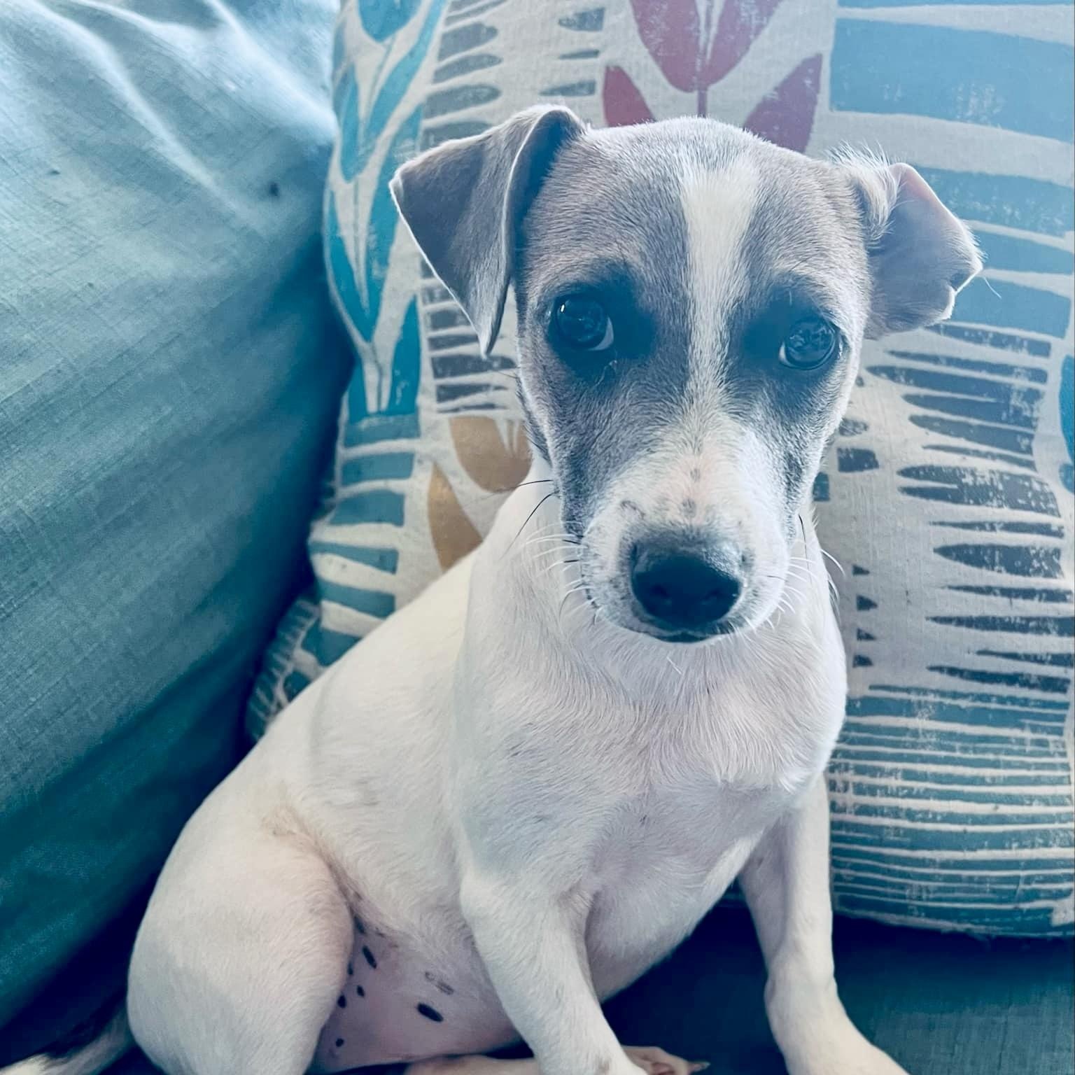 Lola