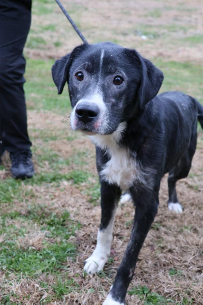 Enlarge Pilot, a Adoptable mixed breed in Columbia, TN image 1/1