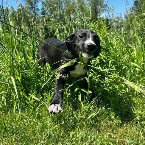 Enlarge Kole, a Adoptable Mixed Breed in Stevens Point, WI image 1/6