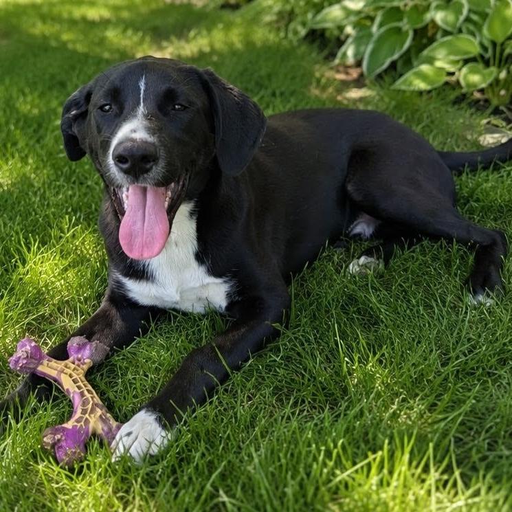 Enlarge Kole, a Adoptable Mixed Breed in Stevens Point, WI image 3/6