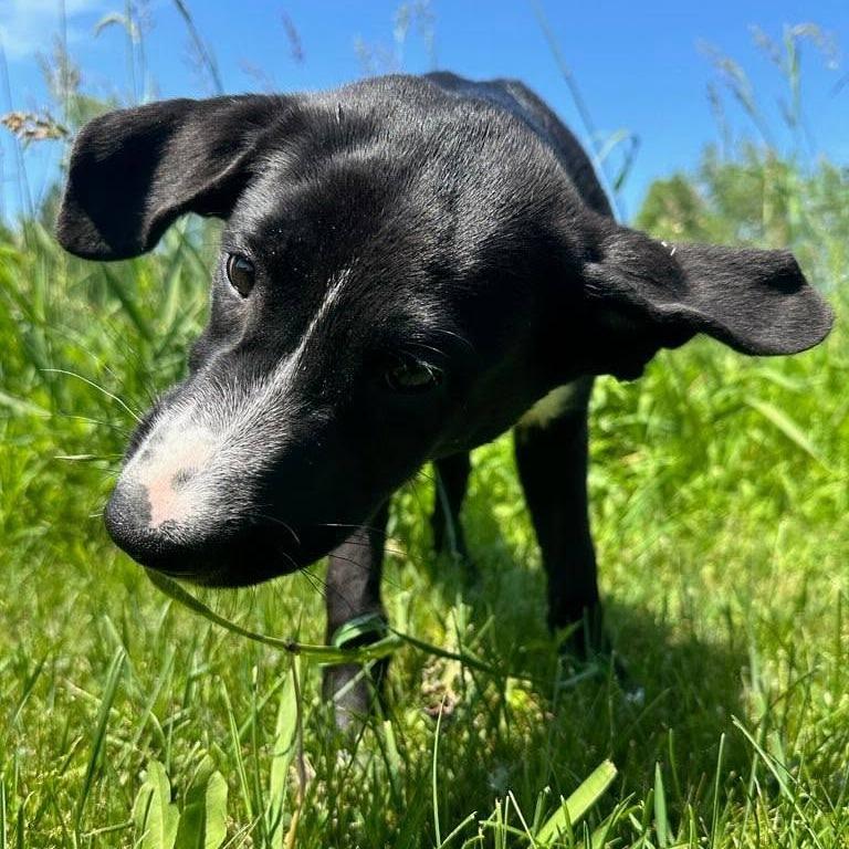 Enlarge Kole, a Adoptable Mixed Breed in Stevens Point, WI image 4/6