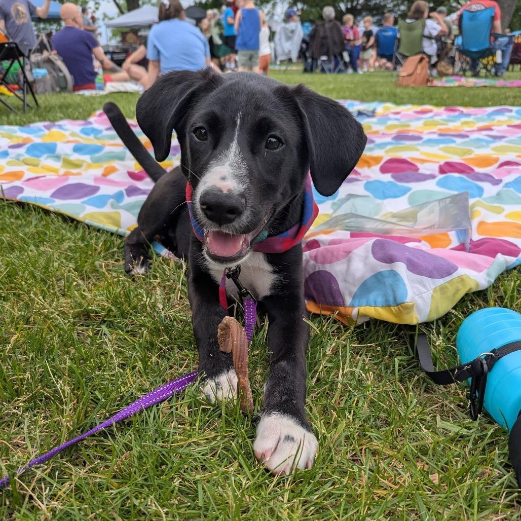 Enlarge Kole, a Adoptable Mixed Breed in Stevens Point, WI image 5/6