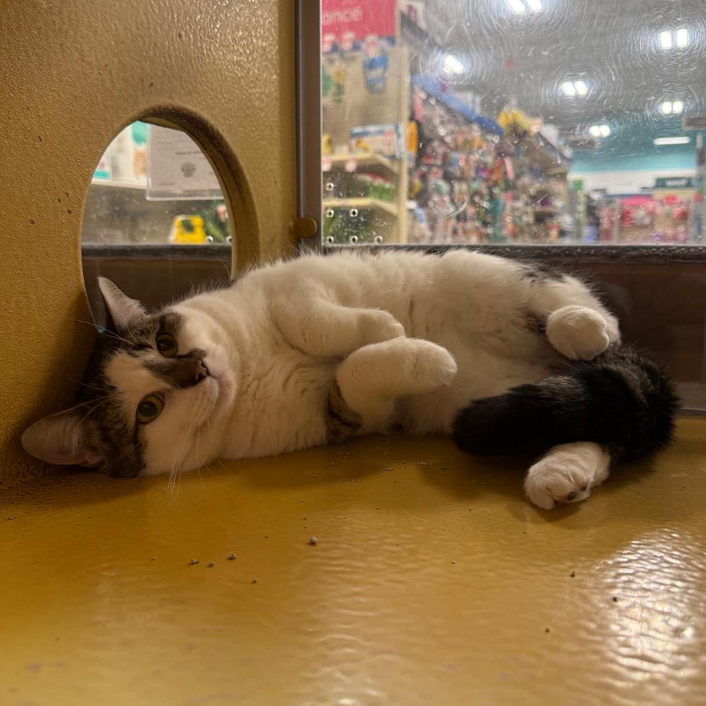 Emily, Adoptable, Adult Female Domestic Short Hair.