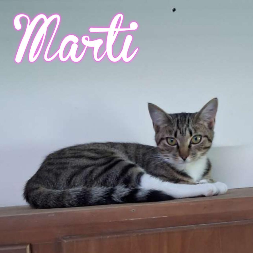 Enlarge Marti, a Adoptable Domestic Short Hair in Hillsboro, OH image 2/2