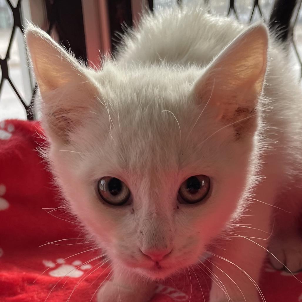 Enlarge Snow, a Adoptable Domestic Short Hair in Green Forest, AR image 1/1