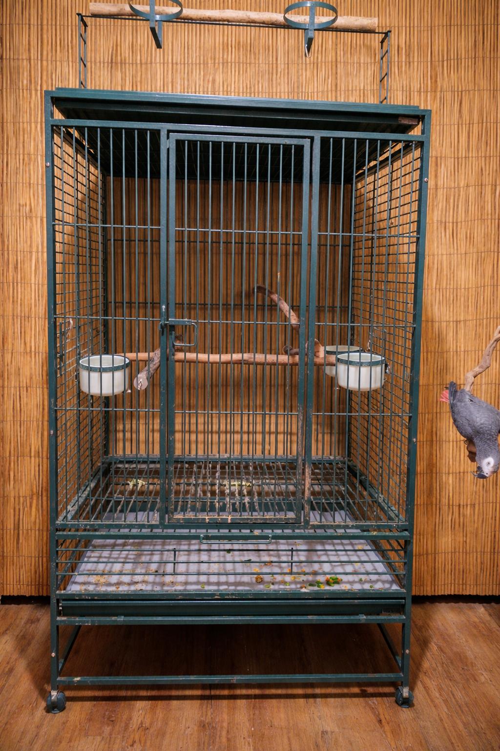 Templar 18 YO M African Grey, a ADOPTABLE African Grey in Vancouver, WA image 2/4