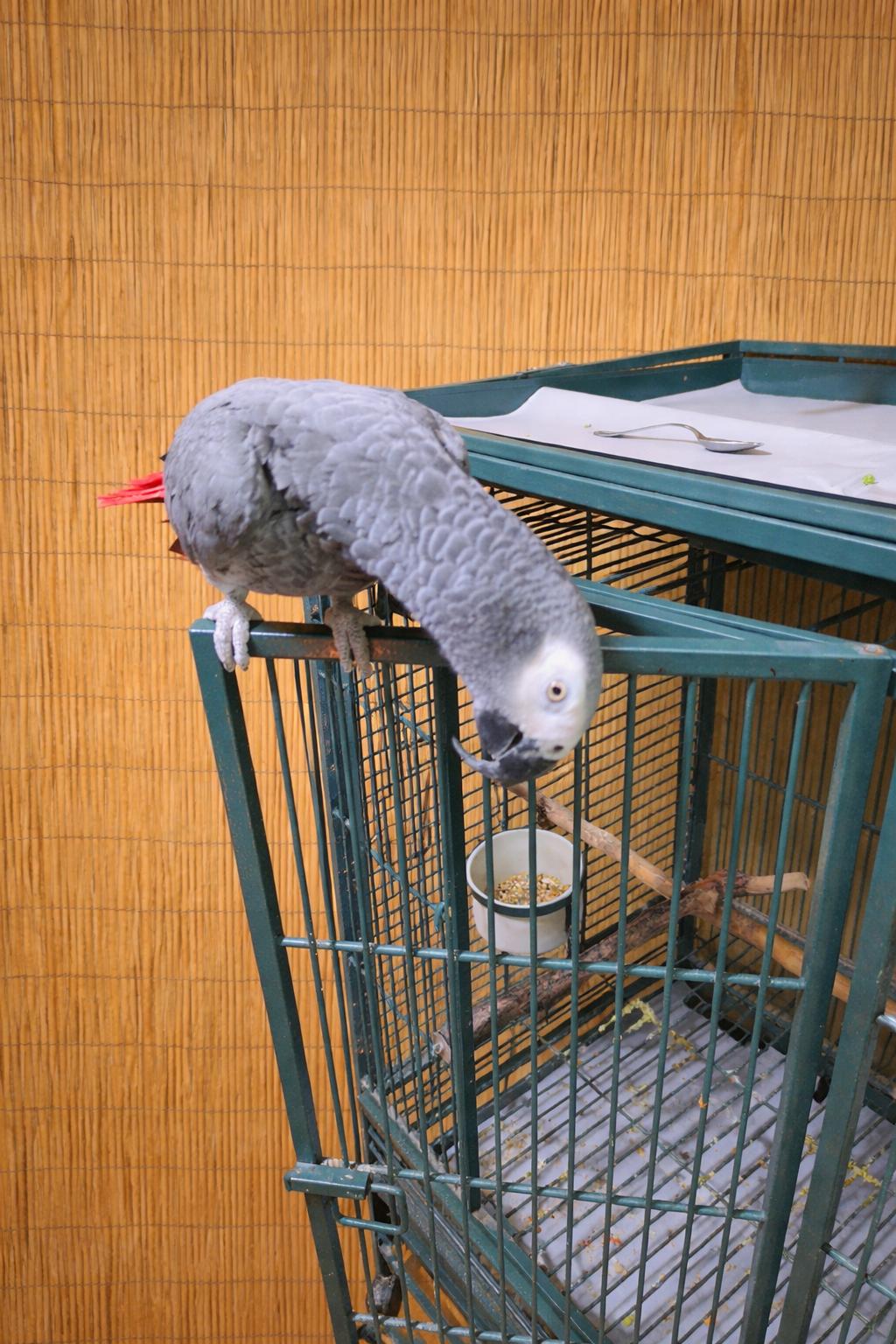 Templar 18 YO M African Grey, a ADOPTABLE African Grey in Vancouver, WA image 1/4