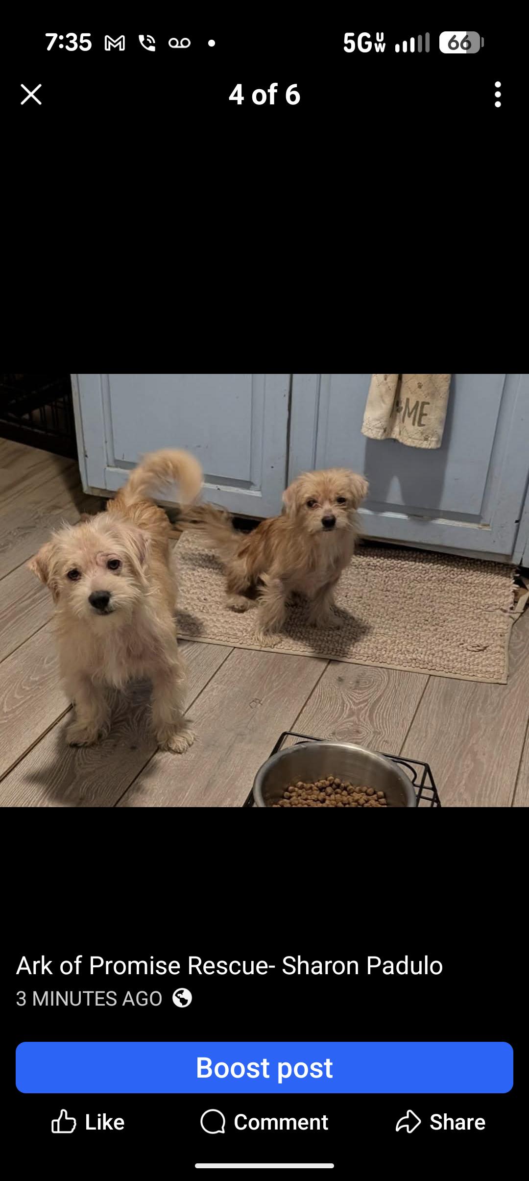 FLUFFERNUTTER , a ADOPTABLE Norfolk Terrier in Browns Mills, NJ image 1/2