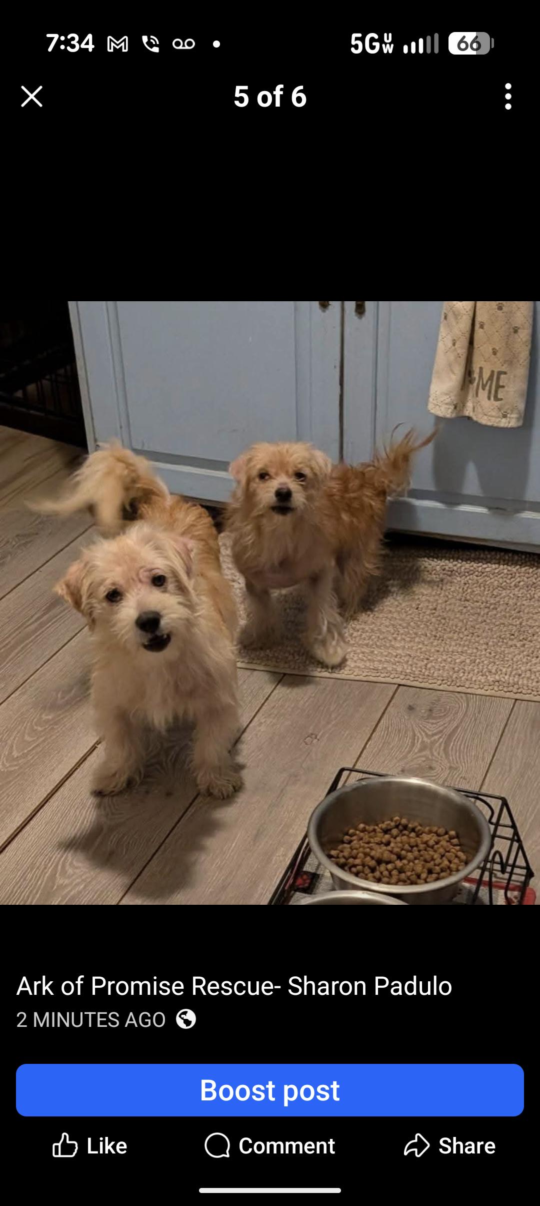 FLUFFERNUTTER , a ADOPTABLE Norfolk Terrier in Browns Mills, NJ image 2/2