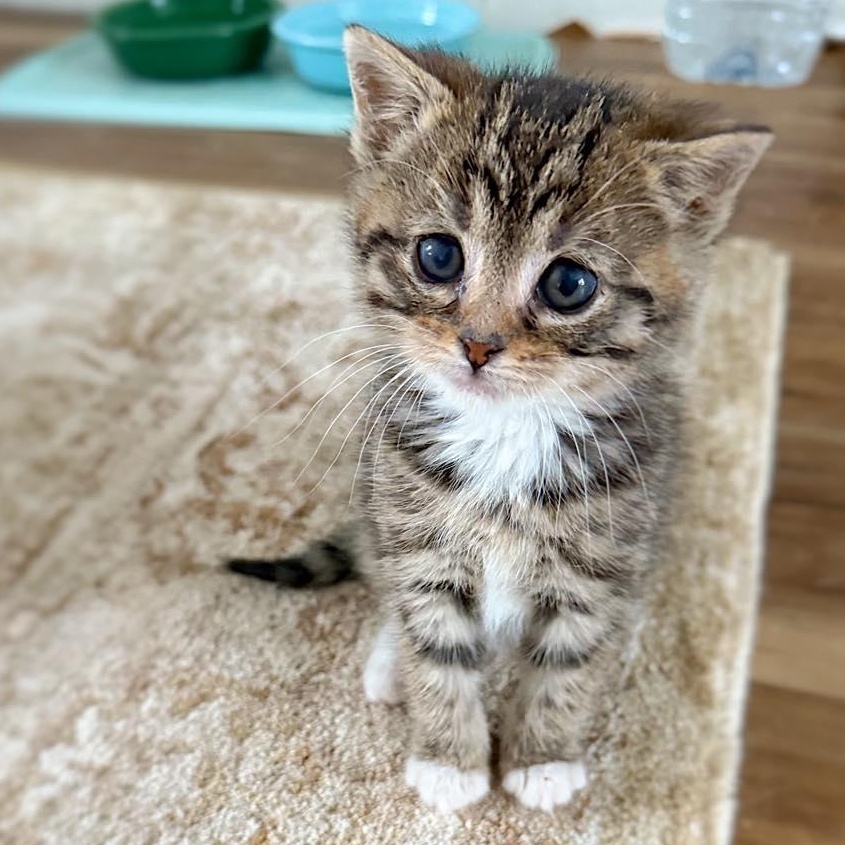 Enlarge Juniper, an adopted Domestic Short Hair in LEETONIA, OH image 1/2