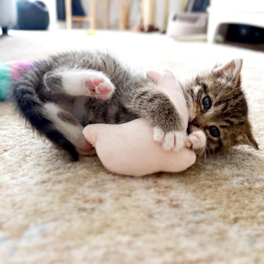 Enlarge Juniper, an adopted Domestic Short Hair in LEETONIA, OH image 2/2