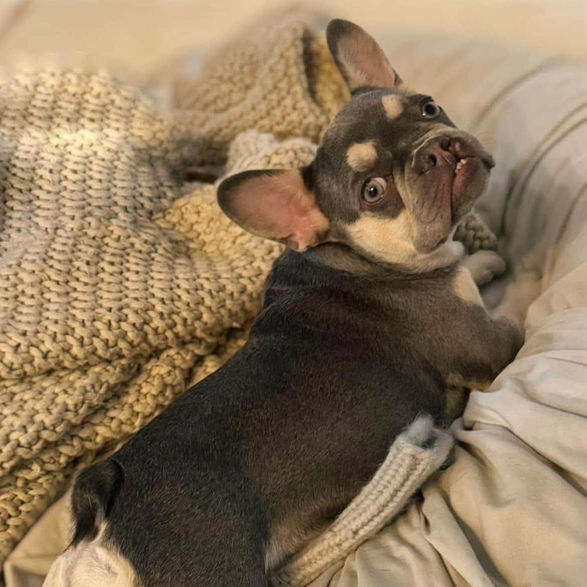 Enlarge WREN, a Adopted French Bulldog in Winnfield, LA image 3/6