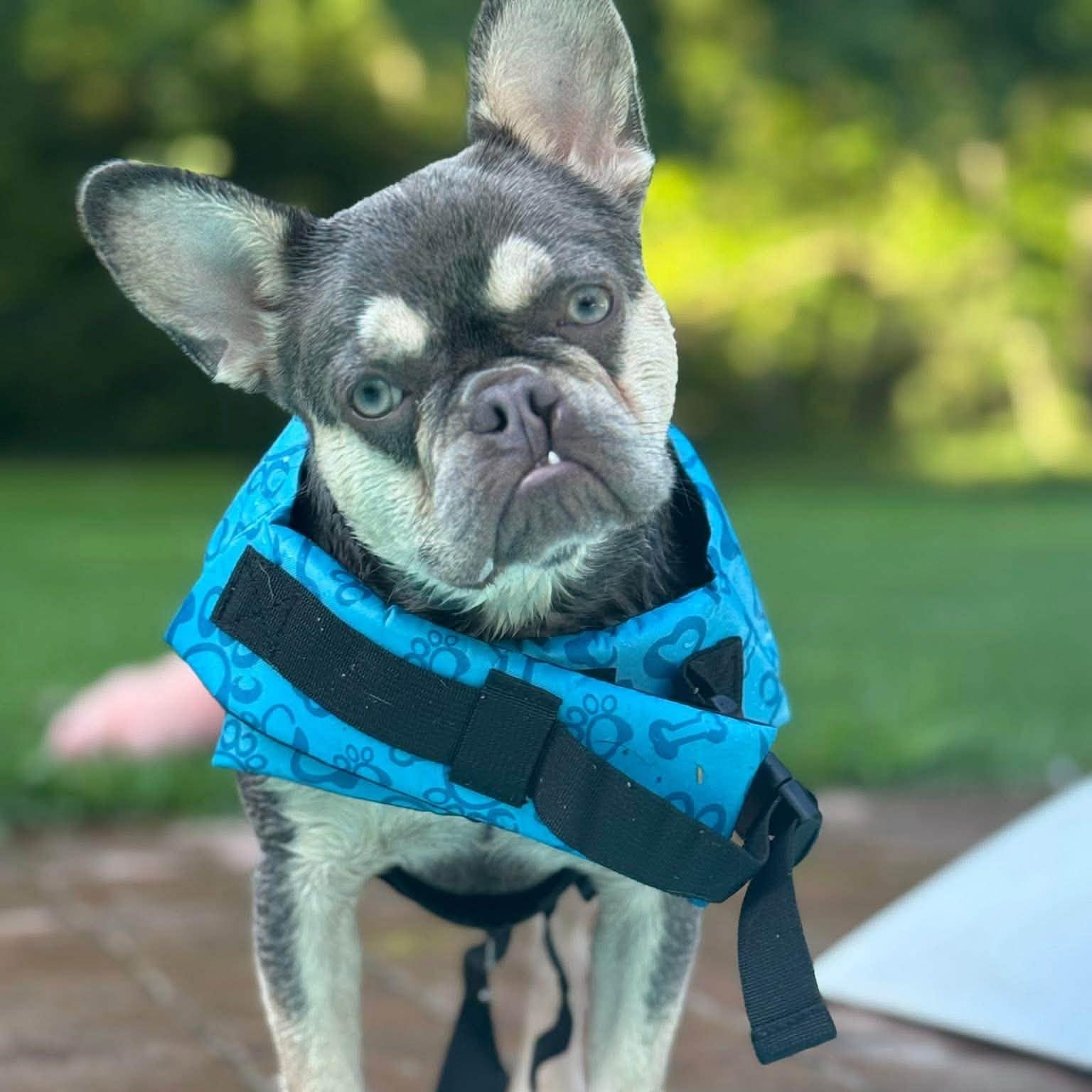 WREN, Adopted, Young Female French Bulldog.