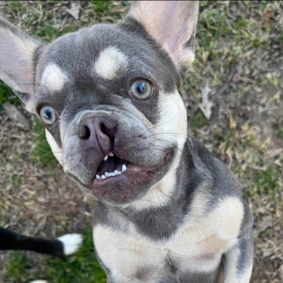 Enlarge WREN, a Adopted French Bulldog in Winnfield, LA image 6/6