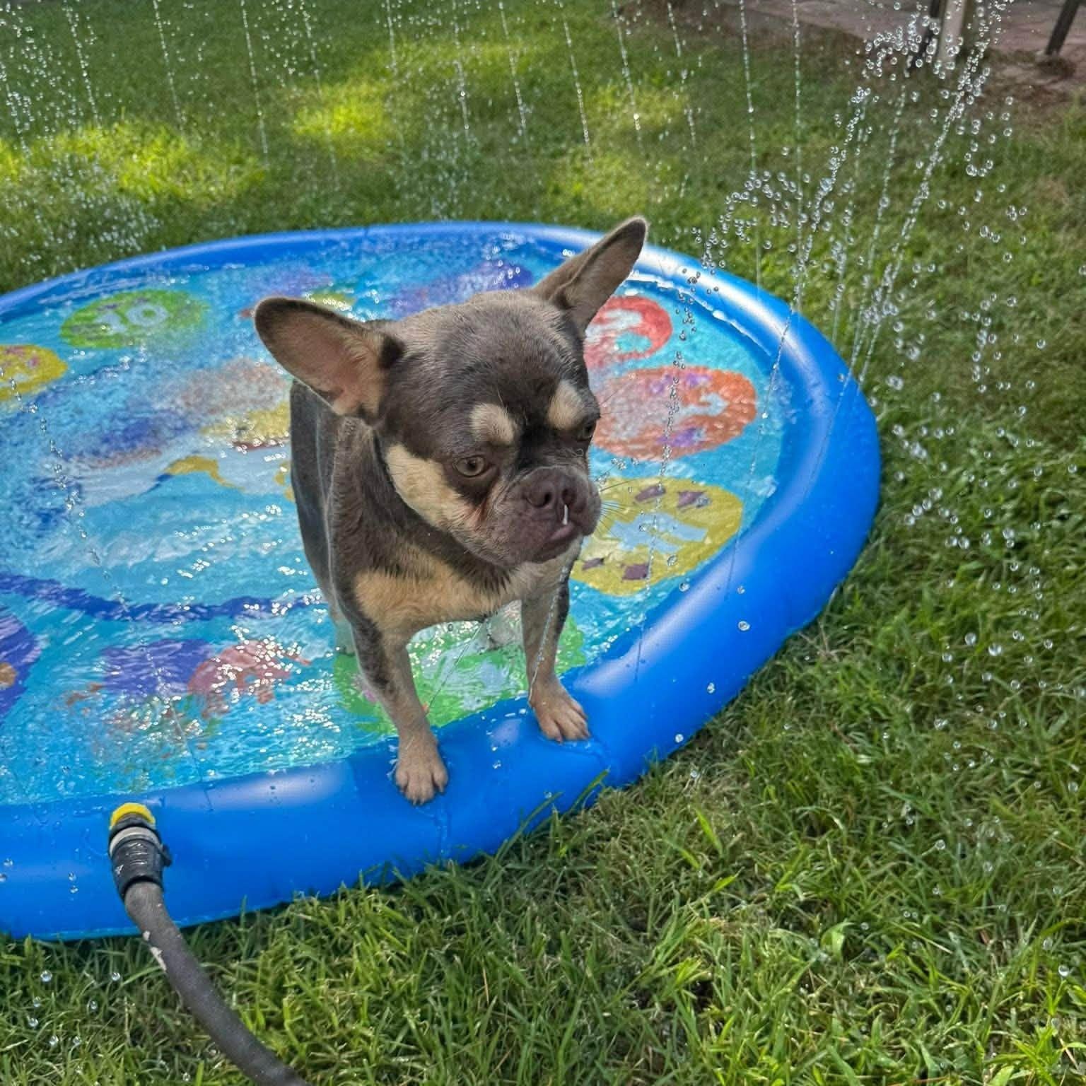 Enlarge WREN, a Adopted French Bulldog in Winnfield, LA image 5/6