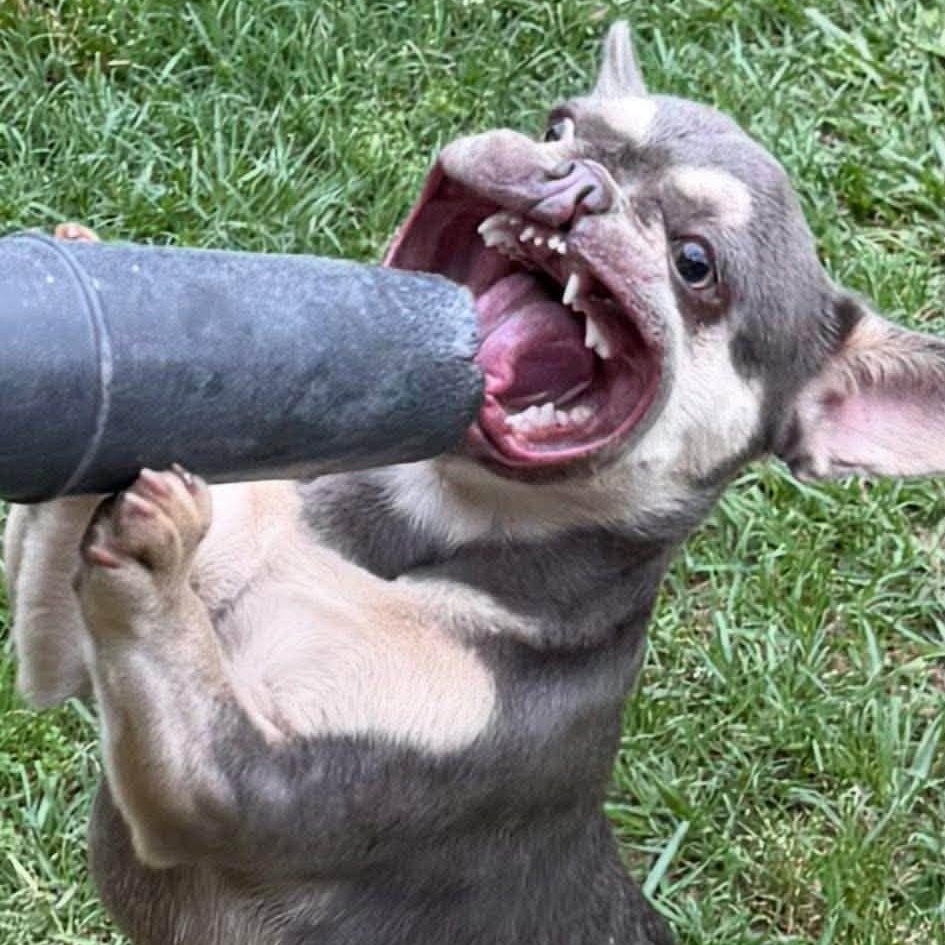 Enlarge WREN, a Adopted French Bulldog in Winnfield, LA image 2/6